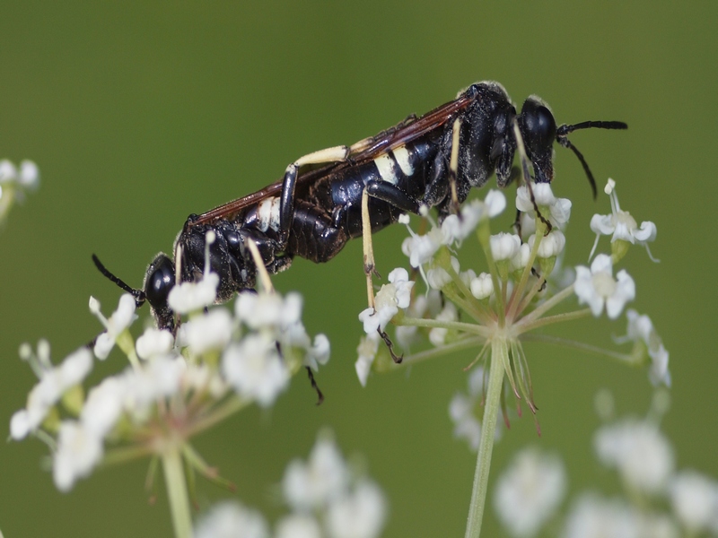Tenthredinidae